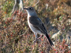 Emarginata sinuata sinuata