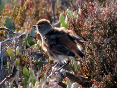 Emarginata sinuata sinuata