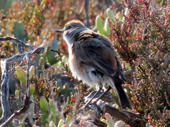 Emarginata sinuata sinuata