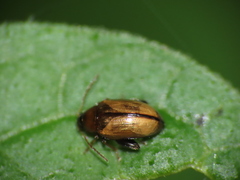 Psylliodes affinis