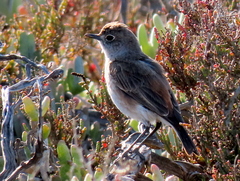 Emarginata sinuata sinuata