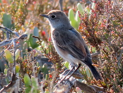 Emarginata sinuata sinuata