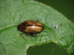 Psylliodes affinis