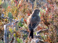 Emarginata sinuata sinuata