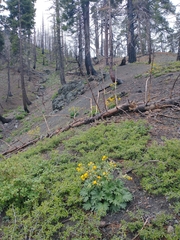 Cacaliopsis nardosmia