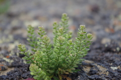 Lepidium papilliferum
