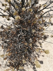 Nahuatlea arborescens