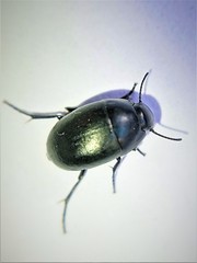 Zophosis punctata