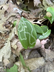 Liriomyza smilacinae