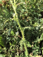 Carduus collinus