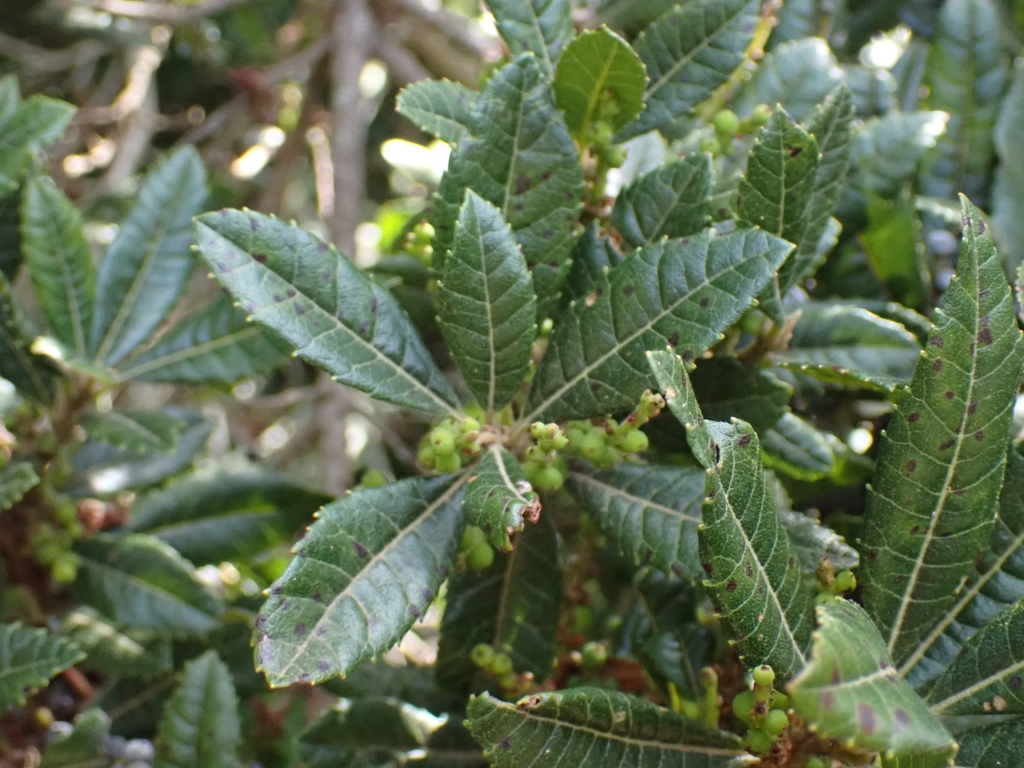 Morella phanerodonta