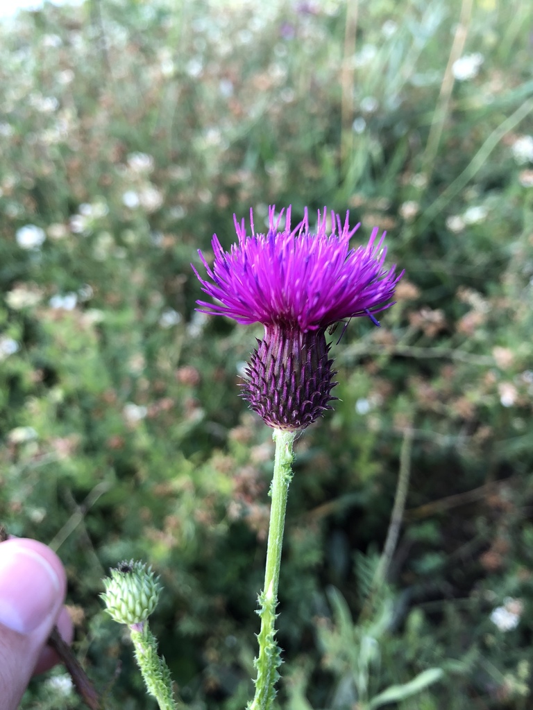 Carduus collinus