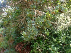 Morella phanerodonta