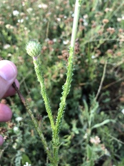 Carduus collinus