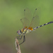 Trithemis pallidinervis - Photo (c) budak, μερικά δικαιώματα διατηρούνται (CC BY-NC), uploaded by budak