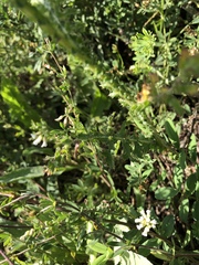 Carduus collinus
