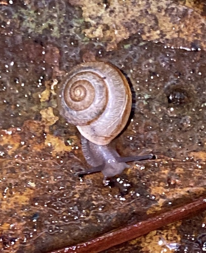 Bradybaena similaris observed 2022-05-30