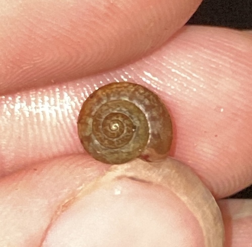 Bradybaena similaris observed 2022-05-30