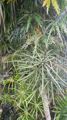 Plerandra elegantissima