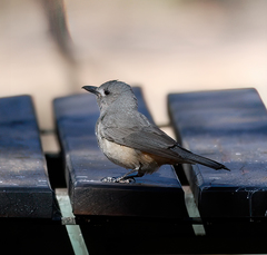 Colluricincla harmonica rufiventris