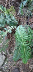 Blechnum capense