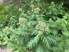 Tanacetum macrophyllum
