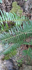Blechnum capense