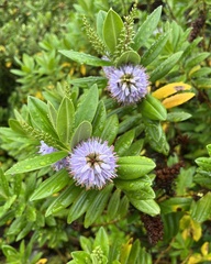 Veronica elliptica