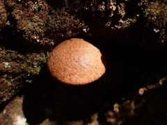 Leccinum monticola