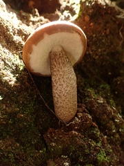 Leccinum monticola