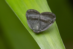 Ricania taeniata