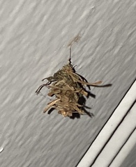 Brachycyttarus griseus