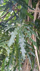 Plerandra elegantissima