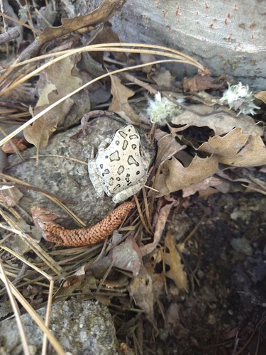 iNaturalist observation photo of Pacific chorus frog
