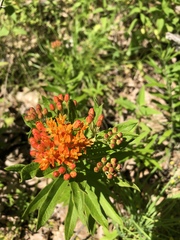 Asclepias tuberosa interior
