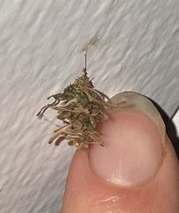 Brachycyttarus griseus