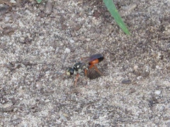 Sphex dorsalis