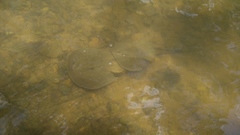 Carcinoscorpius rotundicauda