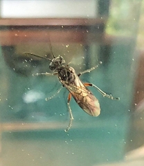 Macrophya punctumalbum