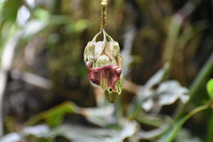 Merinthopodium neuranthum