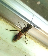 Macrophya punctumalbum