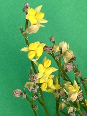 Jacksonia stackhousei