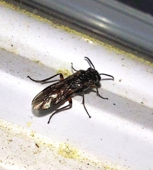 Macrophya punctumalbum