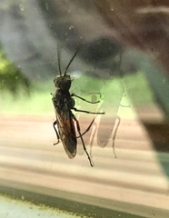 Macrophya punctumalbum