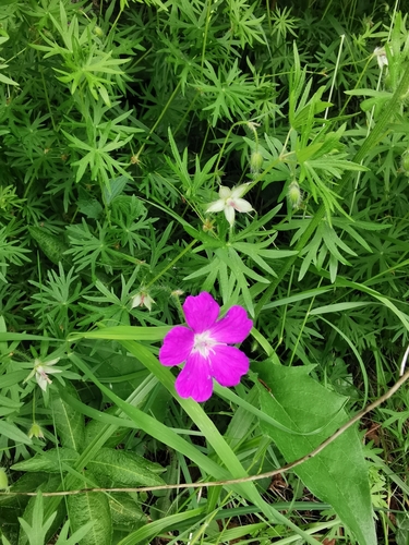 Geranium sanguineum