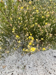 Jacksonia stackhousei