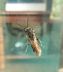 Macrophya punctumalbum