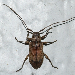 Astylopsis arcuata