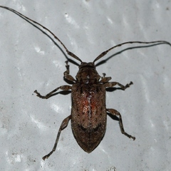 Astylopsis arcuata