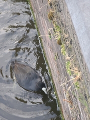 Fulica atra